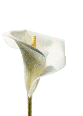 Sympathy White Lily Sorrow GIF