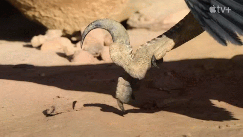 T-Rex Walking In The Dark Saying The Killer GIF