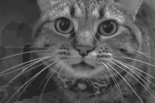 Tabby Cat Attack Big Mouth GIF