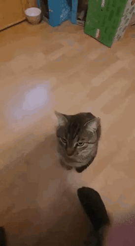 Tabby Cat Attack GIF
