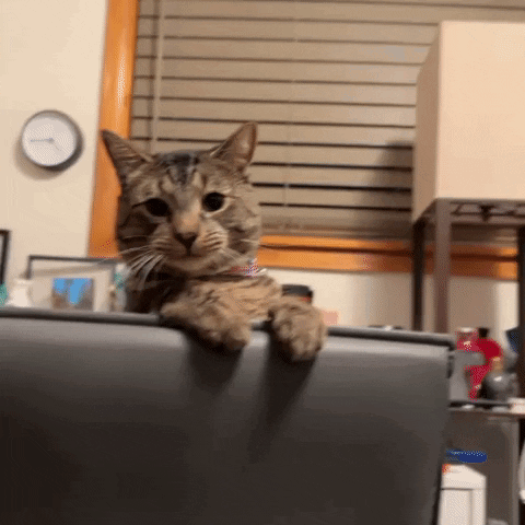 Tabby Cat Attack On Sofa Bed GIF