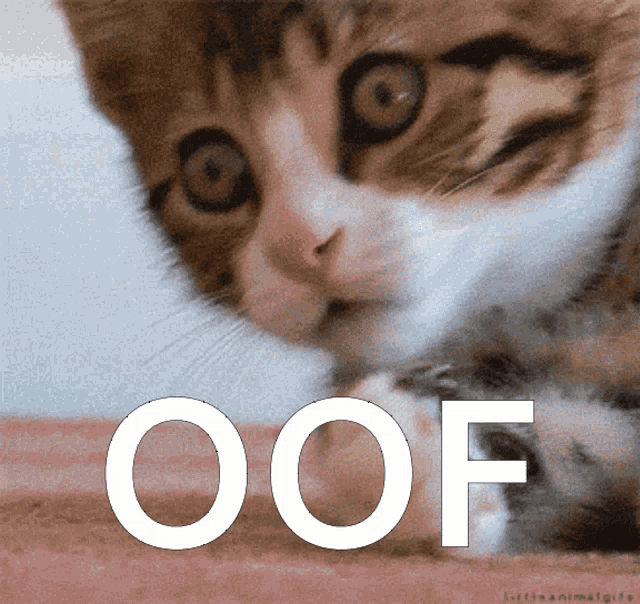 Tabby Cat Covers Mouth Oof Reaction Meme GIF