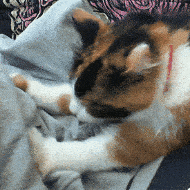 Tabby Cat Filing Nails Cute Kneading GIF