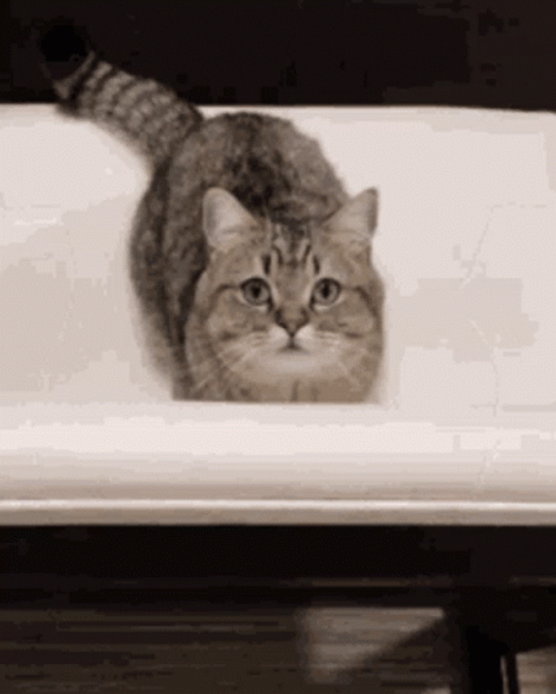 Tabby Cat Jumping GIF