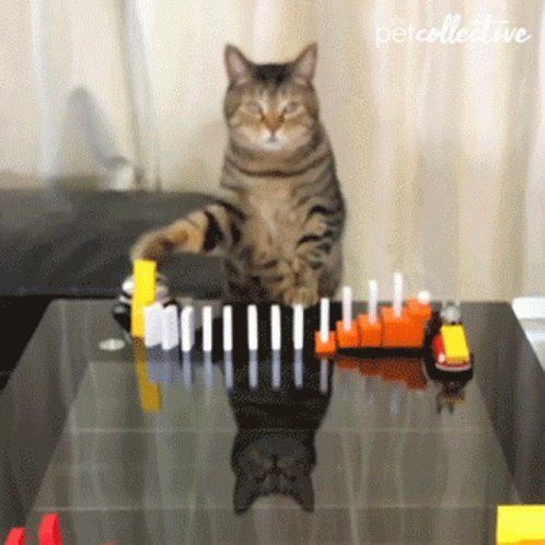 Tabby Cat Knocking Down Dominoes GIF
