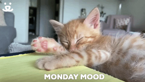 Tabby Cat Sleepy Monday GIF