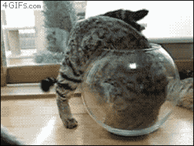 Tabby Cat Trap Into The Bowl GIF