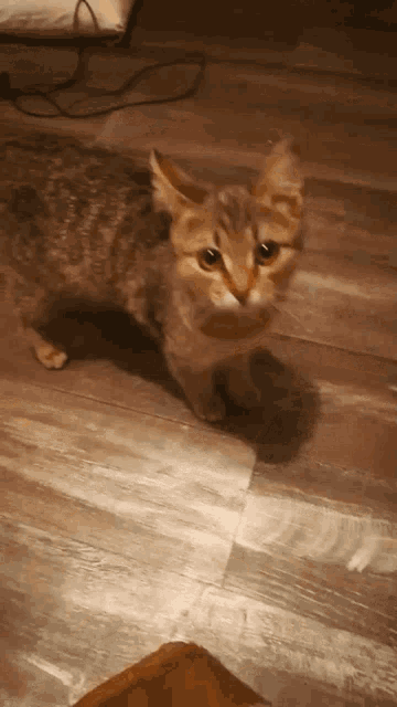 Tabby Grumpy Cat GIF