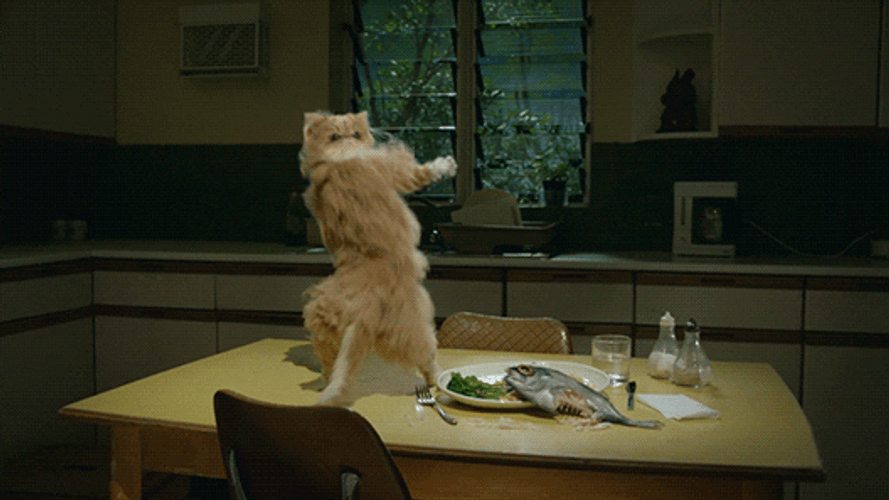 Table Cat Dance GIF