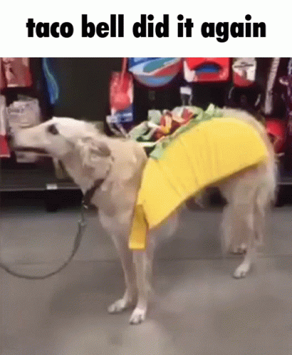 Chain Dog Taco Bell GIF