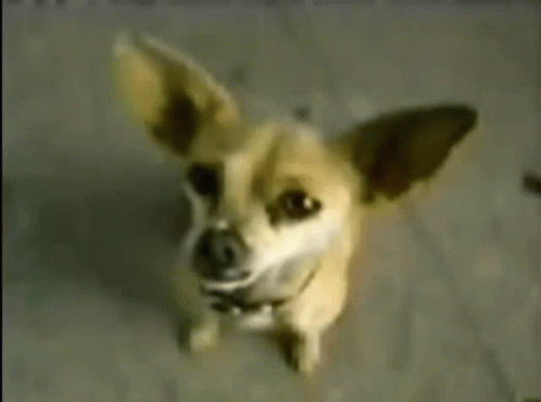 Dog I Want Some Taco Bell GIF