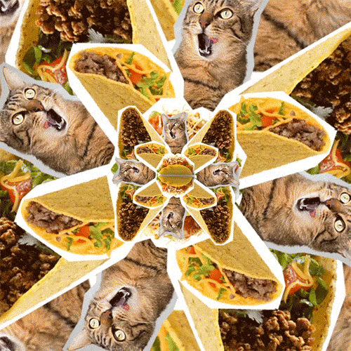 Tacos And Cats Zooming Dirty Taco Tuesday GIF