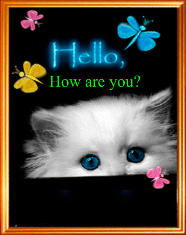 Take Care Hello How Are You Kitten Butterflies GIF