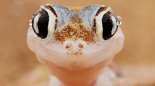 Take Me Now Gecko Tongue Out GIF