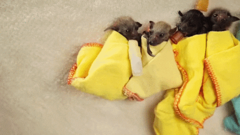 Taking Care Of Baby Bats GIF