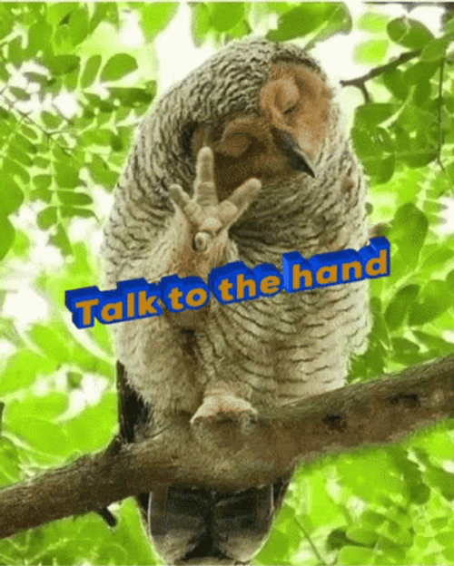 Talk To The Hand Owl Gesture GIF