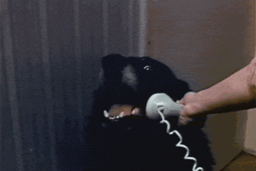 Talkative On Call Dog Meme GIF