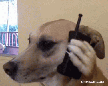 Dog Talking On Phone GIF