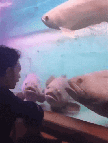 Talking To Fish Speaking Gif GIF