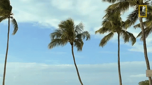 Tall Coconut Tree GIF