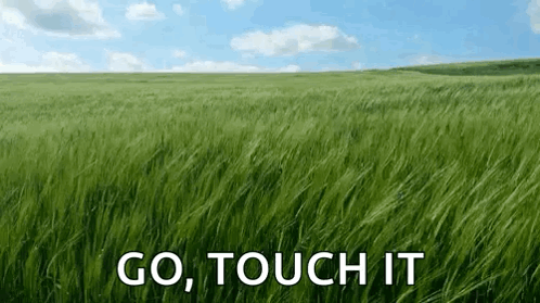 Tall Green Grass Field With Go Touch It