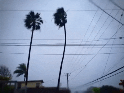 Tall Palm Trees Time Lapse GIF