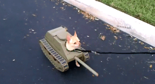 Tank Costume Of Chihuahua Dog GIF