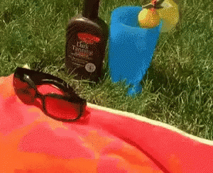 Tanning Labrador With Bikini On GIF