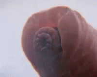 Tardigrade Type Of Leech GIF