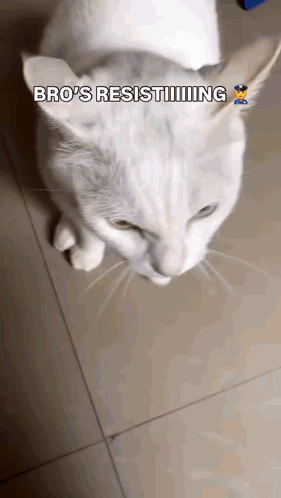 Taser Cat Resist Cat GIF