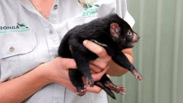 Tasmanian Devil Being Carried GIF