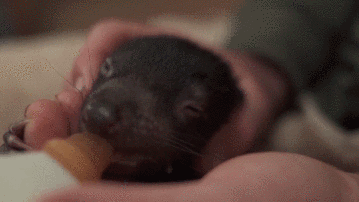 Tasmanian Devil Drinking Milk GIF