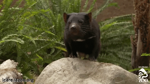 Tasmanian Devil On A Rock GIF