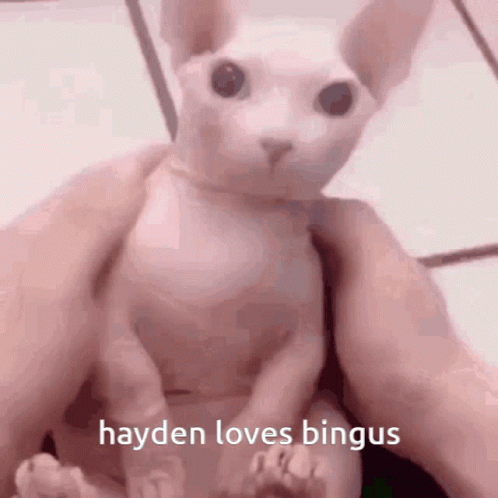 Taylor Swift Have A Great Day Hayden GIF
