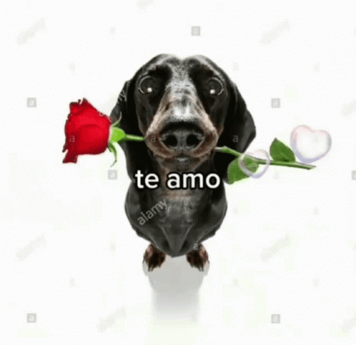 Te Amo Bts V Taehyung Dog Rose GIF