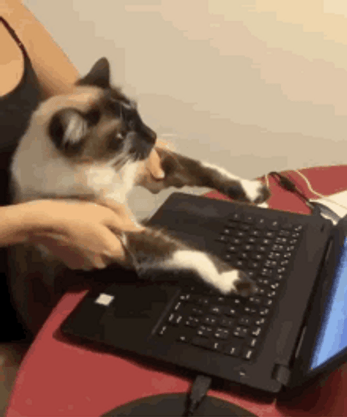 Teaching A Cute Typing Cat GIF