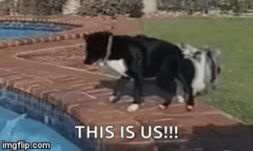 Team Building 2 Dogs Teamwork GIF