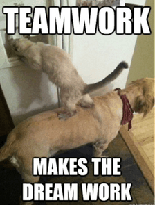 Team Building Cat And Dog Teamwork GIF