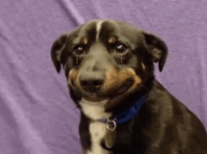 Teary Eyed Sad Puppy GIF