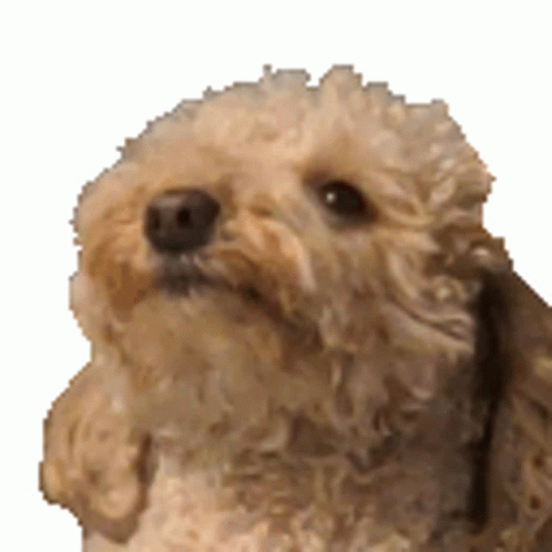 Teasing Dog Laughing GIF