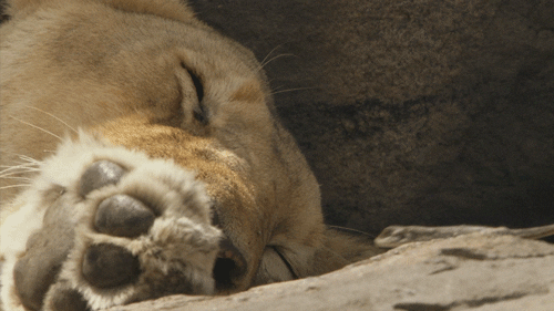 Teasing Lizard Sleeping Lion GIF