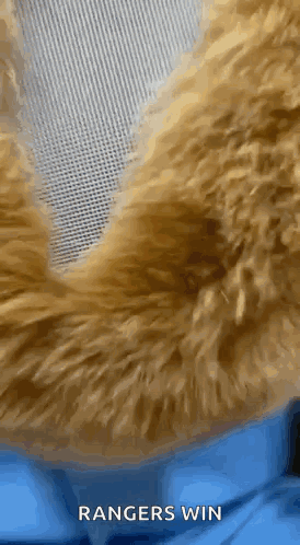 Teddy Bear Fur Rangers Win GIF