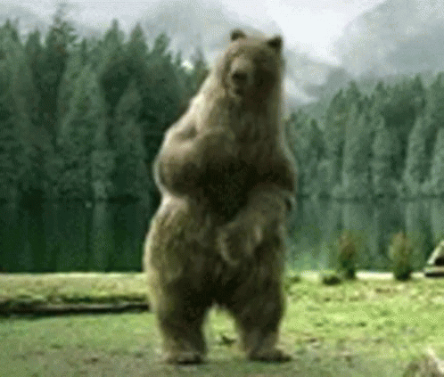 Teddy Bear Holding Football Go Bears GIF