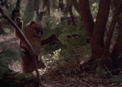 Teddy Bear in Costume Walking Forest