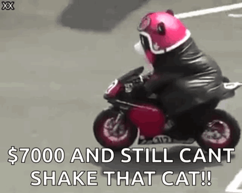 Teddy Bear Riding Motorcycle On Street GIF