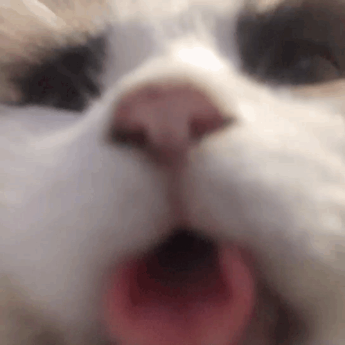 Teddy Bear Says I'm Always Here For You GIF