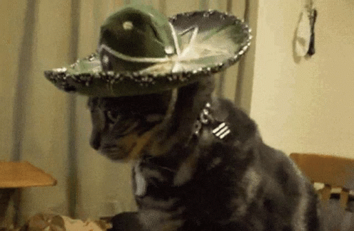 Cat Frequila Tequila GIF