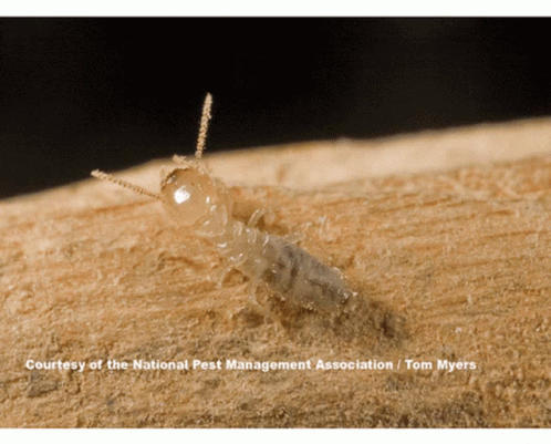 Termite Crawling on Wood