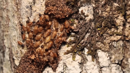 Termites Crawling on Rock