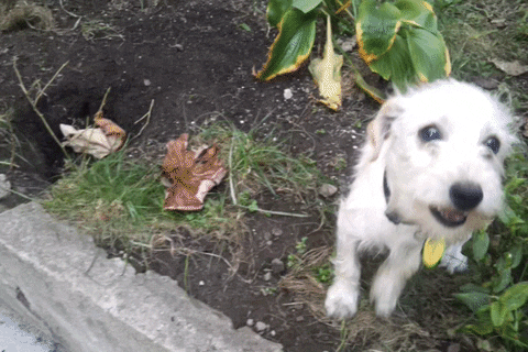 Terrier Dog Licking Camera GIF